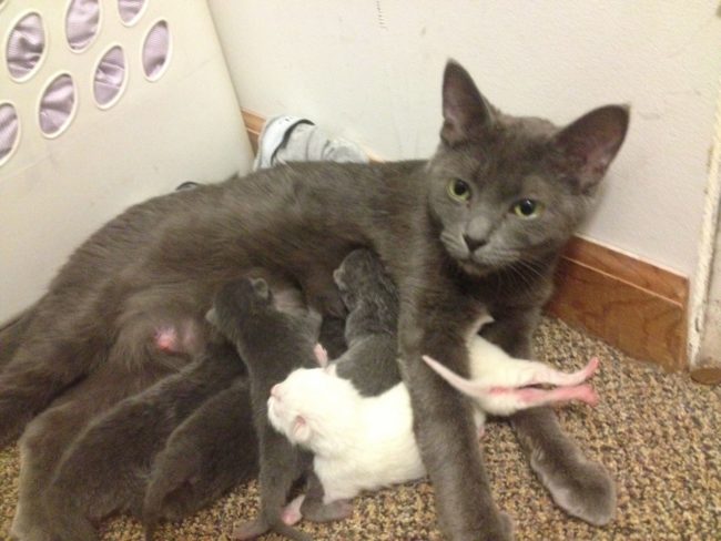 She gave birth to six more freeloaders who quickly followed their mom's lead and set up shop in the disgruntled dude's home.