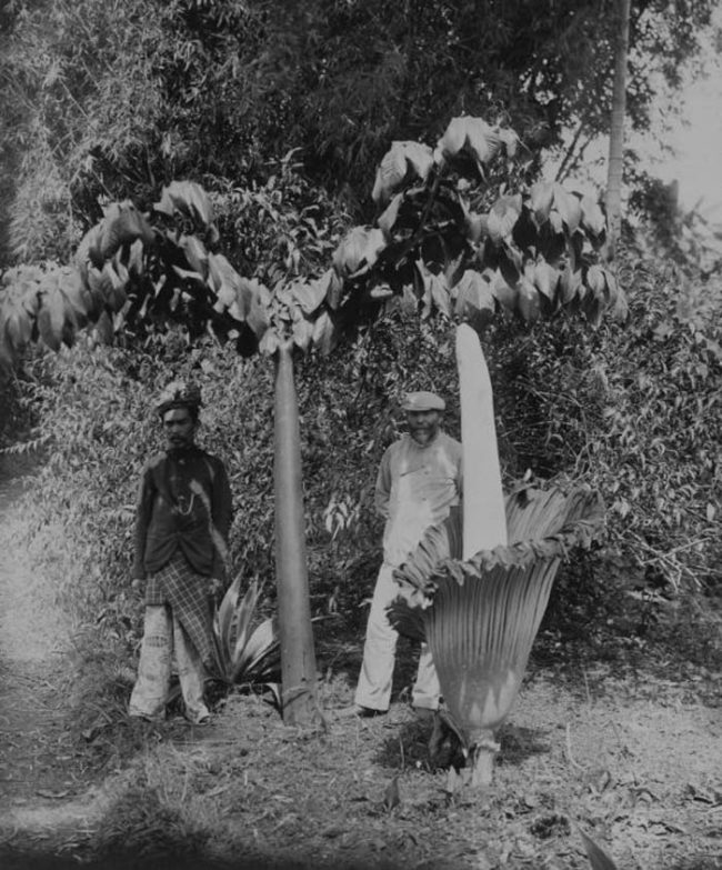 These flowers are famous for the putrid stench they give off when they bloom. However, the plant isn't offending your nose without good cause. The smell of the blooming corpse flower is designed to help it get pollinated.