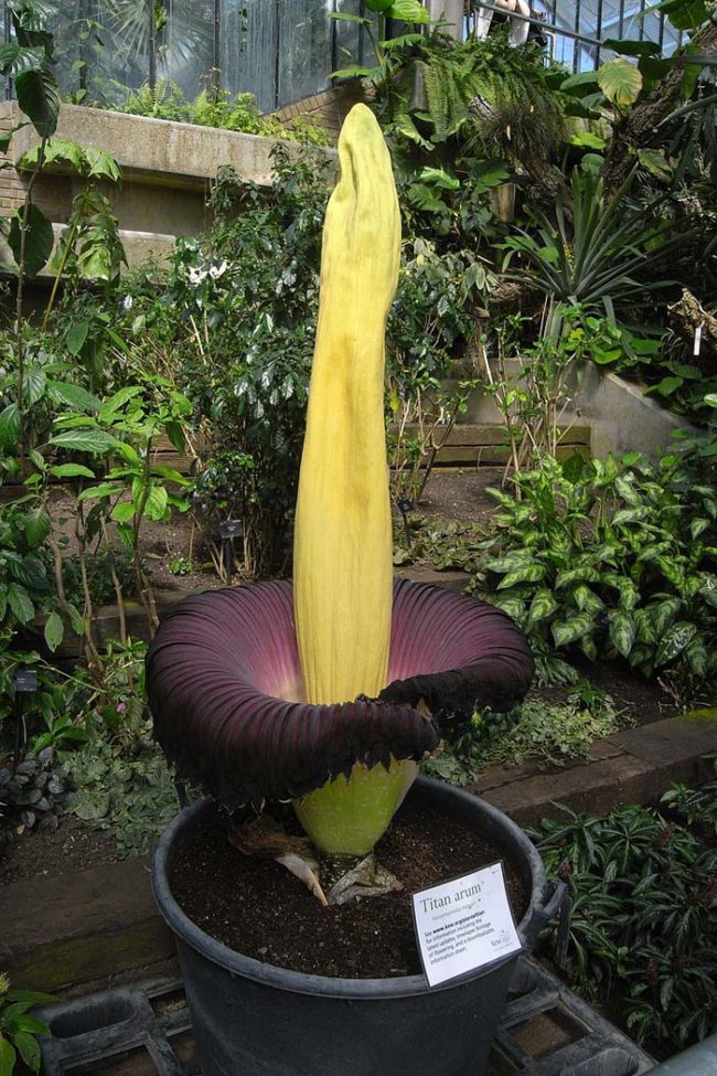 Being able to actually observe a blooming corpse flower is a rare treat, as these plants are famously fickle about when they choose to bloom. In fact, some wait as long as 10 years to do so.