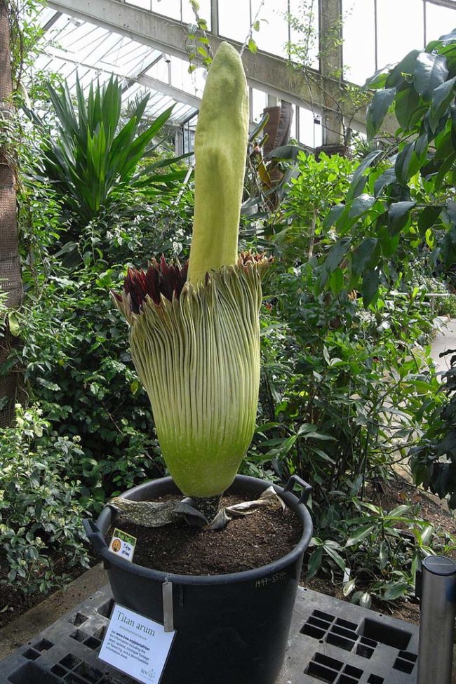 If this sounds interesting to you, then you might want to plan a trip to the New York Botanical Garden sooner rather than later. For the last 10 years, workers have been tending to their corpse flower, and they now believe that it could bloom at any time.