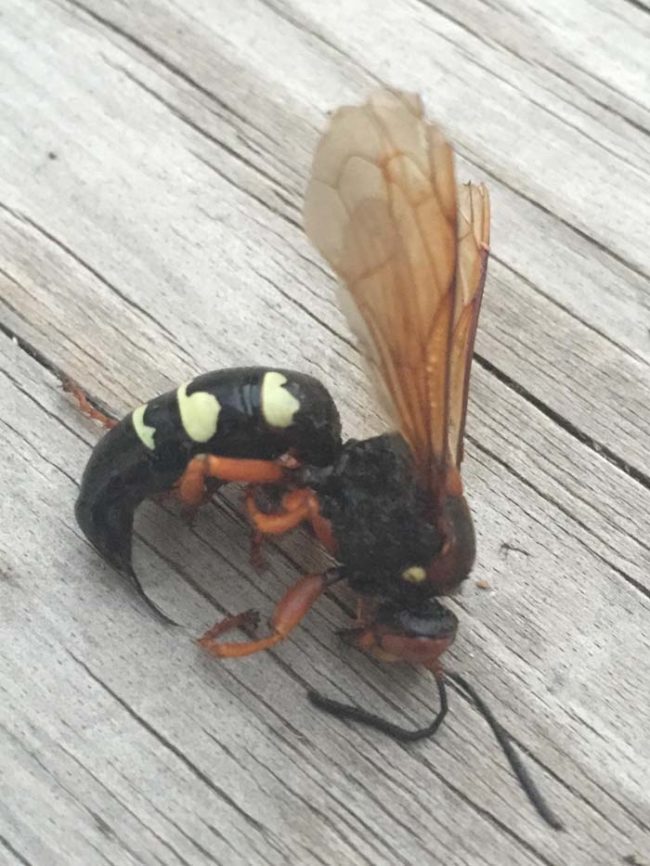 Here's a closer look at one of the male cicada hunters. Could its stinger be any bigger? I can't imagine how much it'd hurt to find yourself on the wrong end of that.