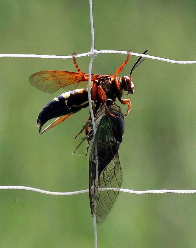 Luckily for us humans, this species use its stinger primarily as a means to paralyze and kill cicadas and not as a defense mechanism.