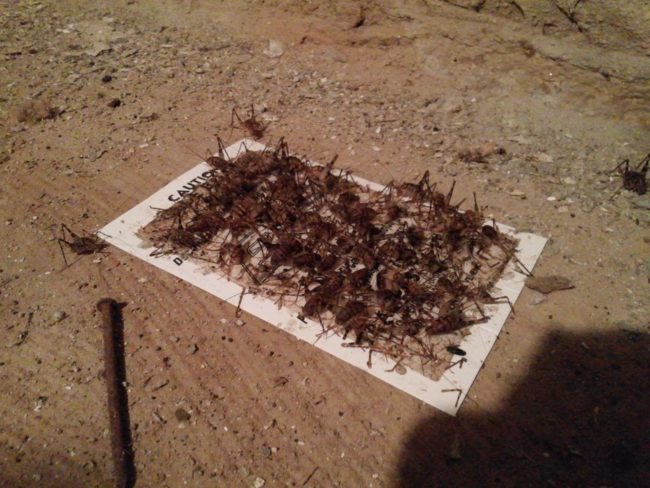 Three days' worth of crickets.