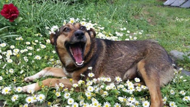 The hills are alive with the sounds of this happy pup.