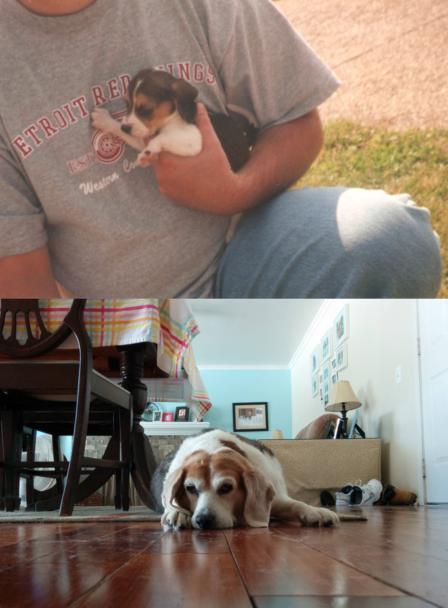 After 14 years, this beautiful Beagle had to bow out.