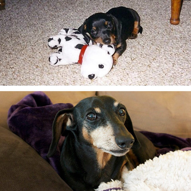 This little weenie weaseled his way into everyone's hearts!