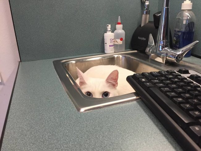 You know a cat's feeling guilty when it hides in its least favorite place: the sink.