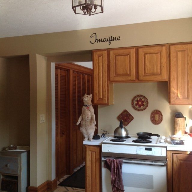 "No, humans. I am not on the counter for more treats. I just wanted a better view."