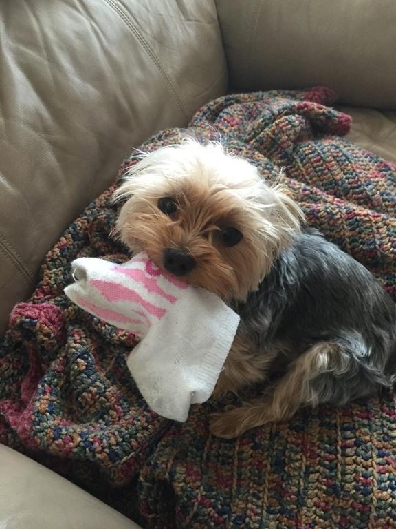 I think we just solved the case of the sock bandit. 