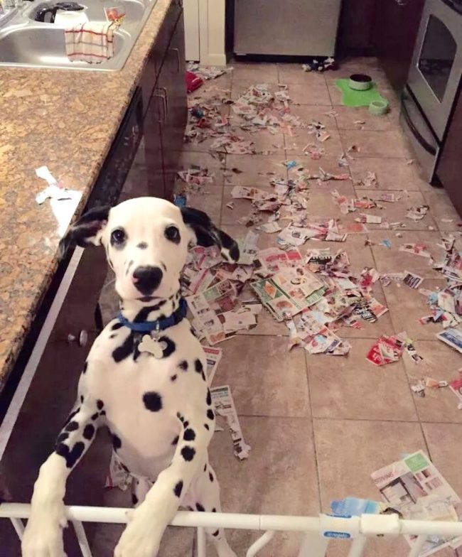"I was trying to help you clip coupons, I swear."