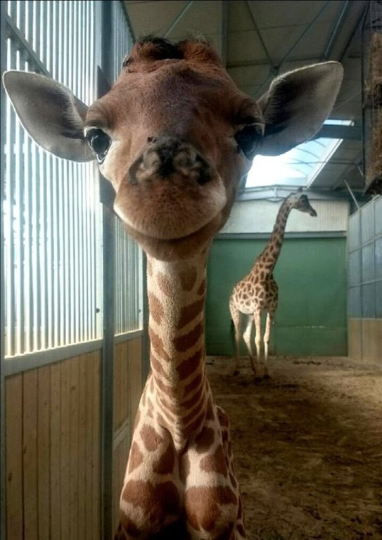 He's taunting me with that smile and those big eyes.