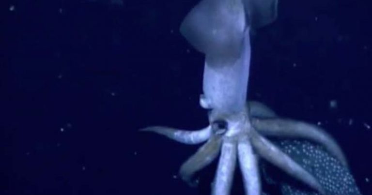 This Is Rare And Freaky Footage Of A Deep-Sea Squid Giving Birth...WOW ...