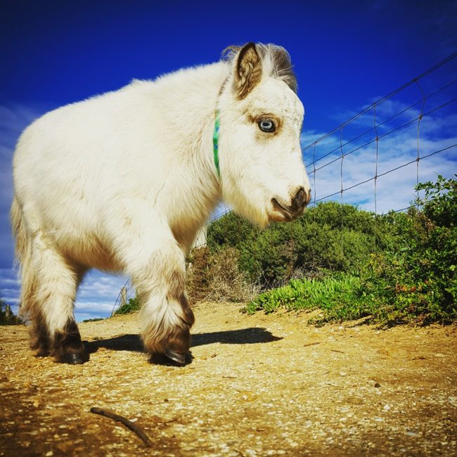 He was orphaned by his owners at just six weeks old before becoming a companion pony for his new favorite human, Amy.