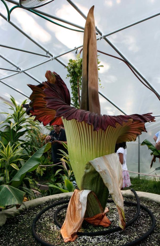 Meet the corpse flower. It's a rare plant that's native to Sumatra.