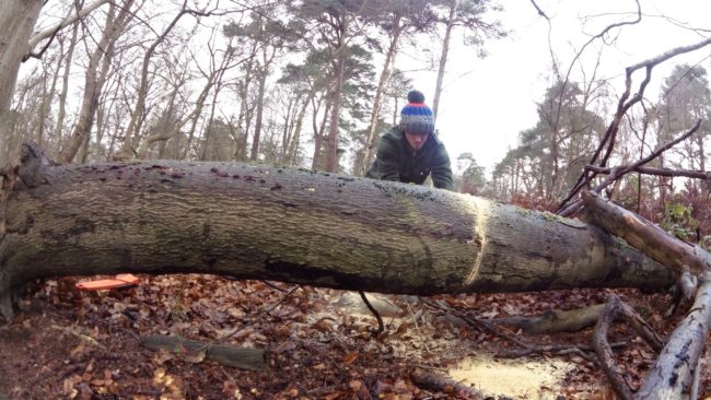 If you can believe it, he turned an entire tree...