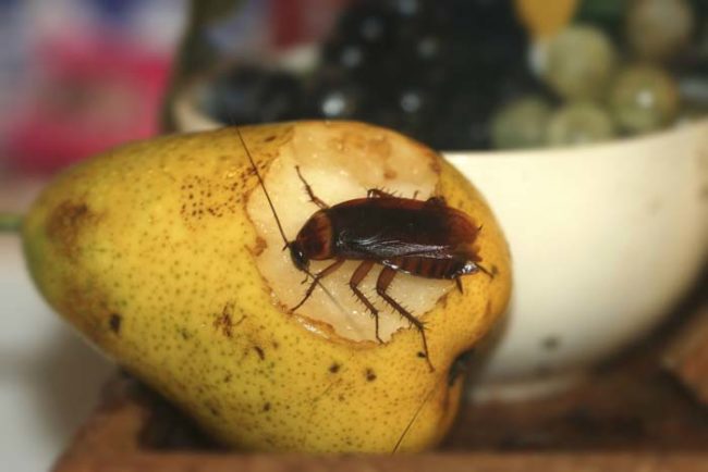 Earlier this month, a team of researchers discovered something shocking about a certain subspecies of cockroach.