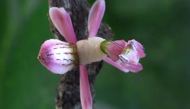 The orchid mantis (pictured below) is a species native to Southeast Asia. It has evolved to look like an orchid flower, as you might've guessed.