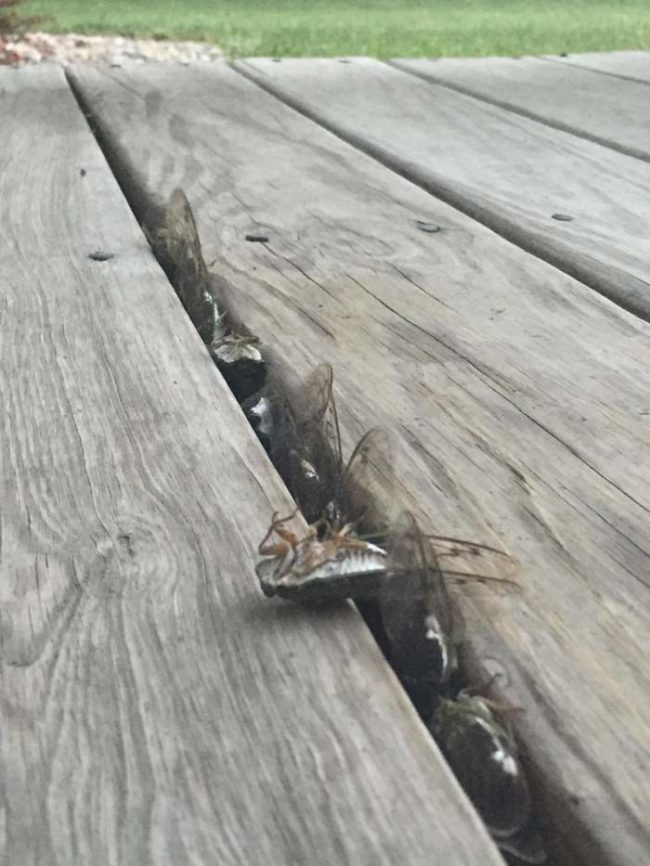 This is the scene that Redditor <a href="https://www.reddit.com/user/UncleDmerr" class="author may-blank id-t2_9sjjq" target="_blank">UncleDmerr</a> woke up to find on his deck earlier this week. Those are all dead cicadas that were caught and placed in storage by a <i>Sphecius speciosus</i>, more commonly known as the cicada killer hornet.