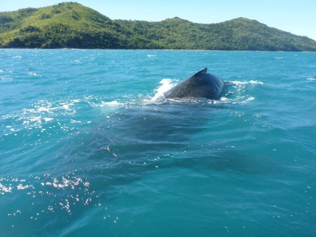 Imagine their surprise when they saw this head peeking out from the waves.