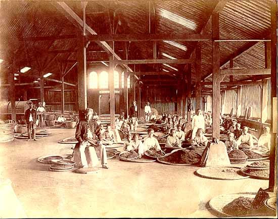 Workers take a break for a photo at an Indonesian tea warehouse, circa 1860.