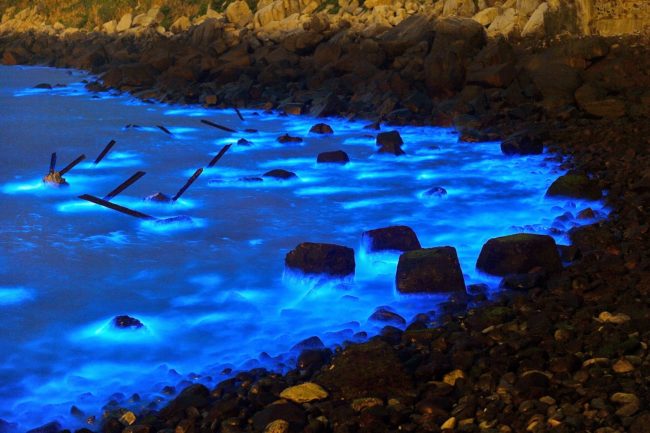 Taking a late-night swim in the ocean just got way cooler!