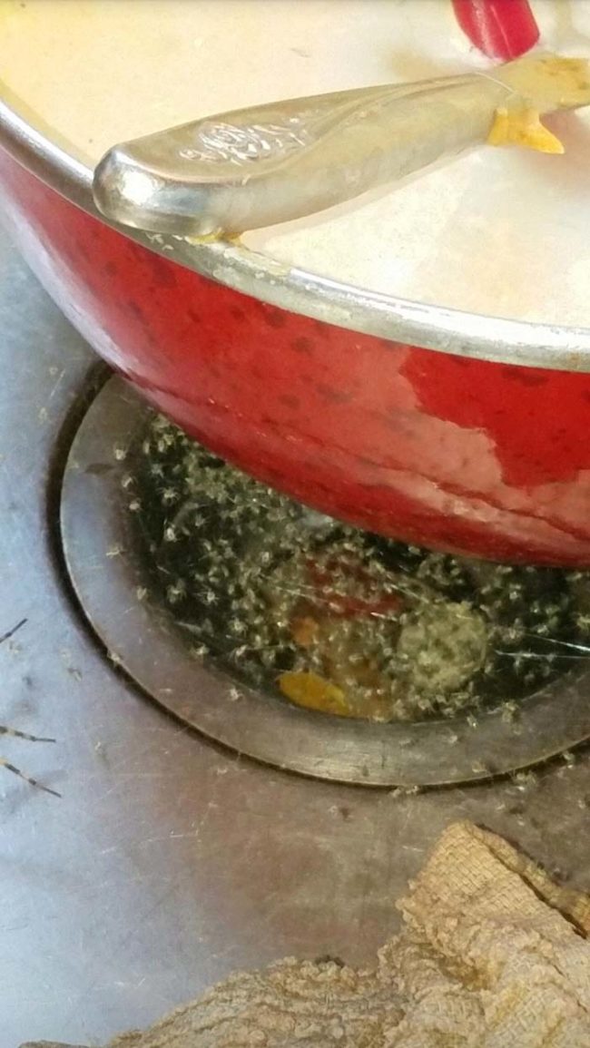 Redditor <a href="https://www.reddit.com/user/JebusChrysler" class="author may-blank id-t2_72tvj" target="_blank">JebusChrysler</a> was greeted with this horrific sight one day. All of those yellow dots are baby spiders.