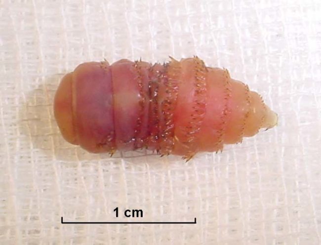 Botfly