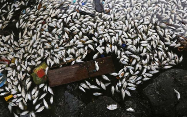 This is a snapshot of a massive fish die-off that happened in Guanabara Bay back in February.