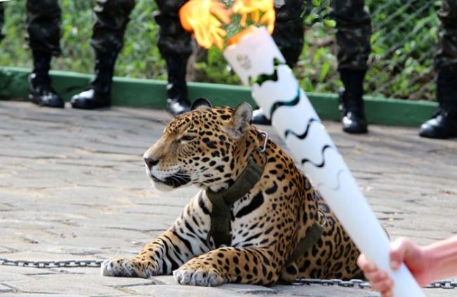 Oh yeah, and did you know they killed a jaguar during the Olympic torch ceremony? It was released as part of the ceremony in nearby Manaus, Brazil, but was shot by a soldier when it got too close for his comfort.