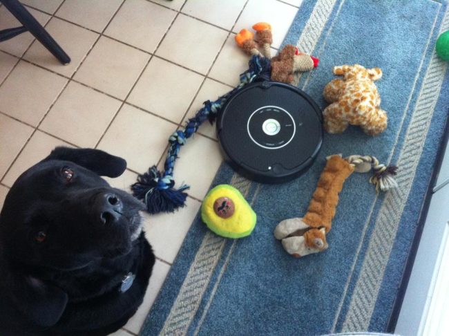 They'll dutifully keep scary enemies at bay. This guy would NOT let that Roomba destroy his family.