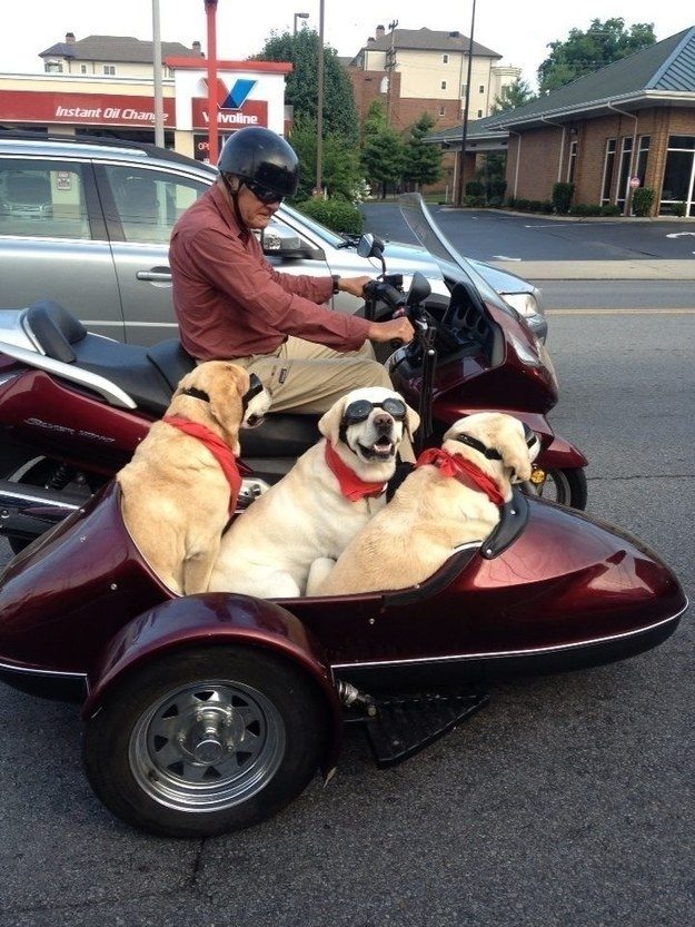 They love nothing more than a good road trip.