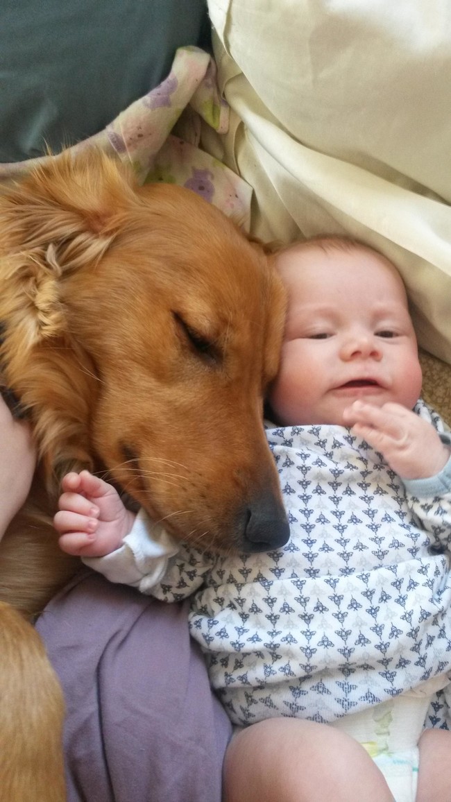 Warm, fuzzy pups make great blankets.