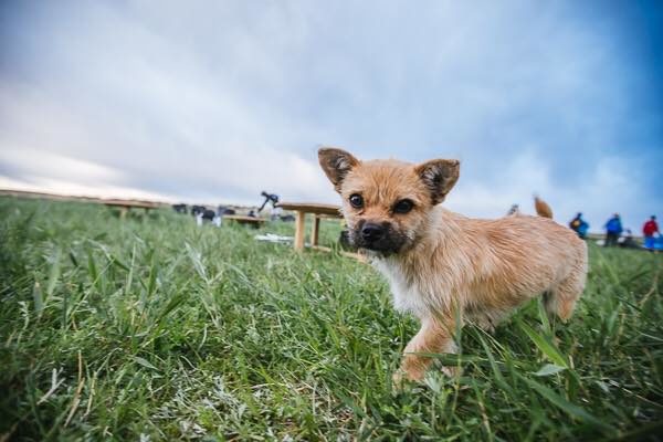 She'll need to be quarantined in China and once again when she reaches the U.K., so he won't have her home for at least another six months.  But I'm sure Leonard will agree with me when I say that this cutie is worth waiting for.