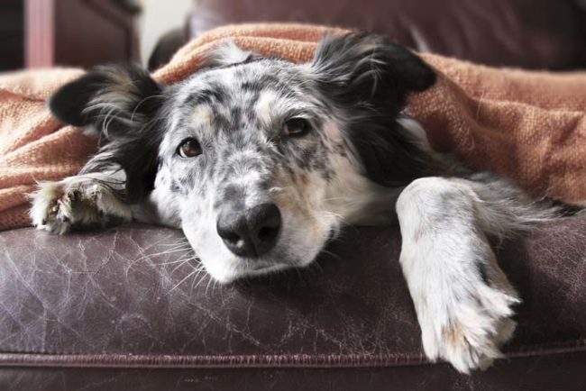 "I begin to hear my dog scratching at the door to be let in. Halfway through opening the door, I remember that I don&rsquo;t have a dog."