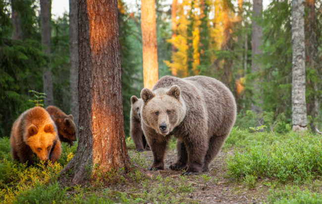 For days, he sat in the tiny structure and waited for his subjects to show themselves. Without knowing he was there, the bears went about their business. The resulting spectacle was something that's rarely seen with human eyes.