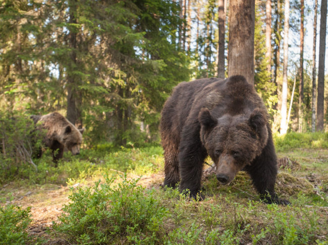 "The second was seeing two cubs playing about two meters from my hide, totally unaware of my presence."