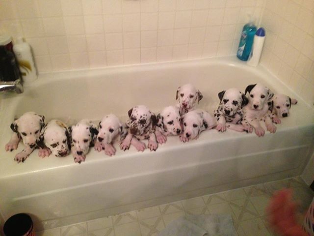 They clearly don't like joint tub torture.