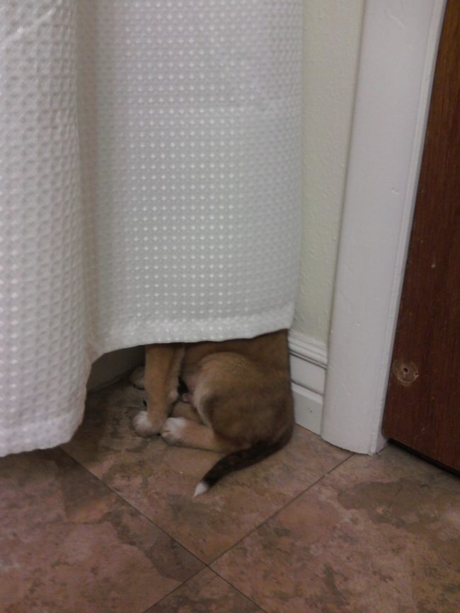 "If they can't find me, maybe I won't have to take a bath."