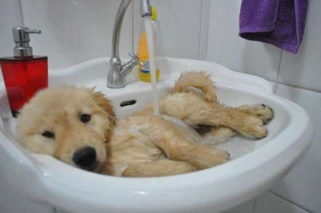 This pup took his parents' bath and raised them a nap.