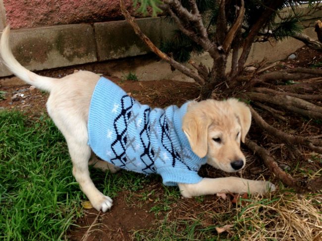 "I'll pose for this picture, right after I finish finding that bone I buried."