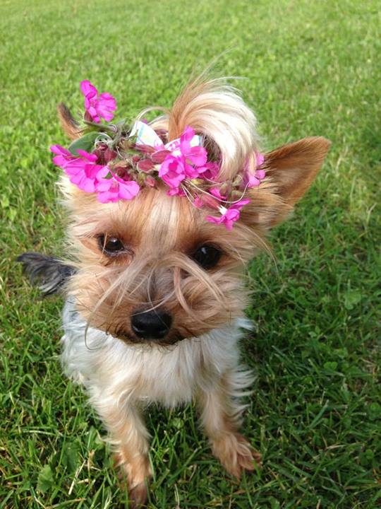 This hippie pup made sure to accessorize for her school photos.