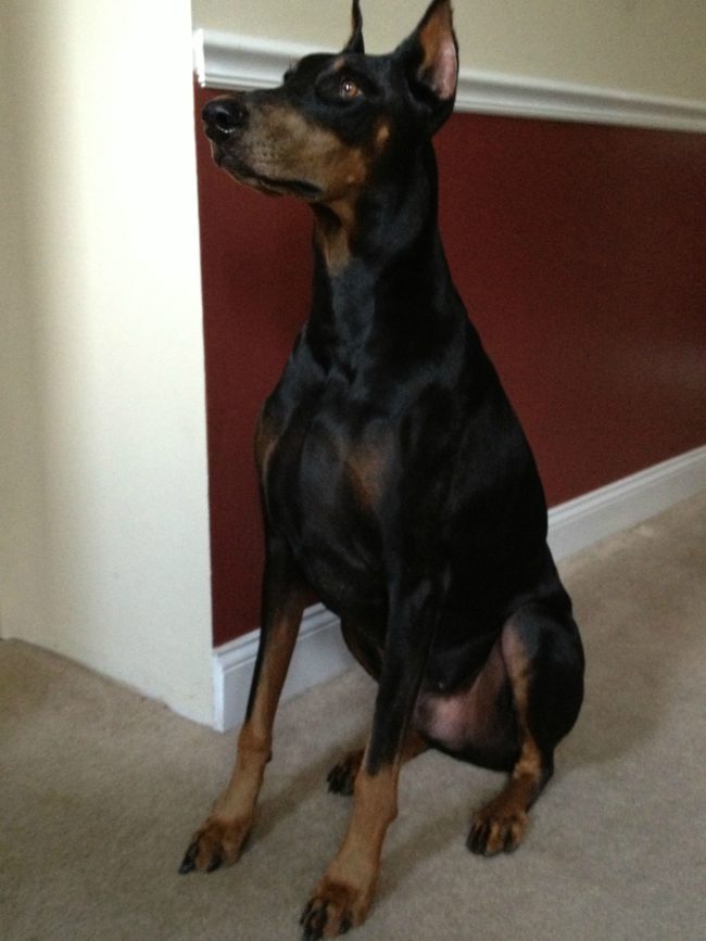 This dignified pooch practiced his poses in the mirror before stepping in front of the camera.