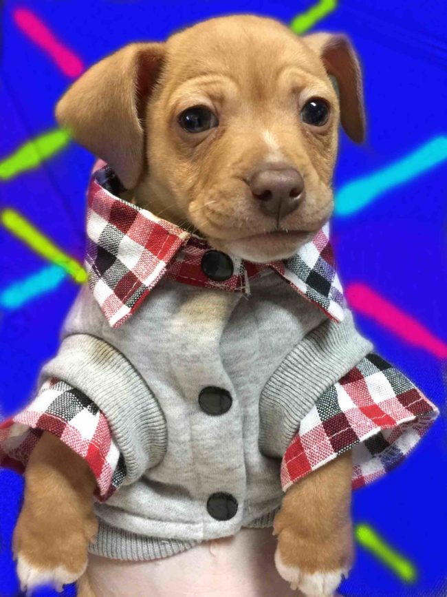 This pup brought some serious swag to his school photos.