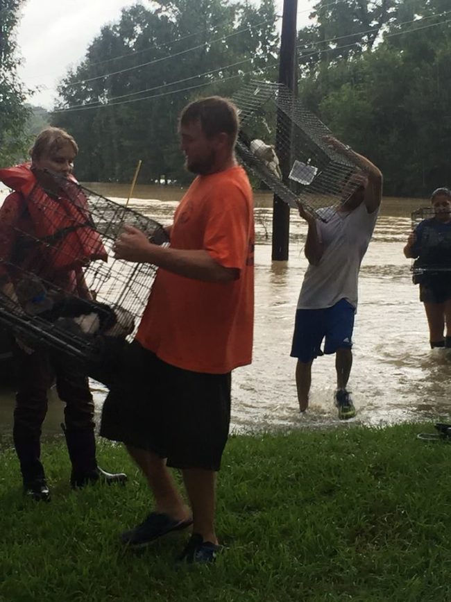 <a target="_blank" href="https://www.facebook.com/DenhamSpringsAnimalShelter/">Denham Springs Animal Shelter</a> was also flooded, but staff and volunteers worked tirelessly together to transport as many of their animals as they could to other shelters via boat.