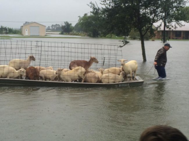 This kind-hearted man chose to wade through the waters to save his sheep.