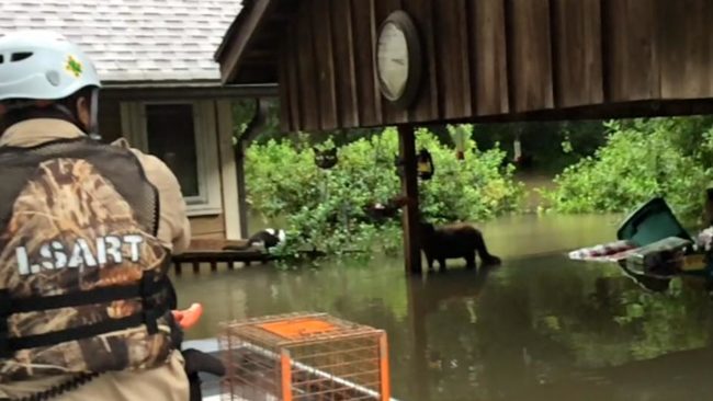 Officers from the <a target="_blank" href="https://www.facebook.com/Louisiana-State-Animal-Response-Team-LSART-1731735080388561/">Louisiana State Animal Response Team</a> (LSART) helped one woman rescue the cats in her sanctuary.