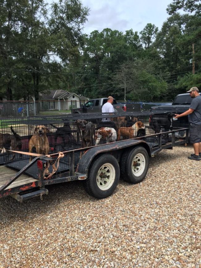 But luckily, the <a target="_blank" href="https://www.facebook.com/StTammanyHumaneSociety/?ref=page_internal">St. Tammany Humane Society</a> in Covington took 22 of their dogs and safely transported them to their own shelter.