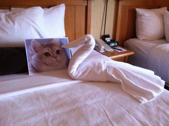 But my favorite request from MadVillainousDave is this -- "I really, really need a photo of an adorable kitten on my bed and a towel folded like a swan staring deeply into its eyes."