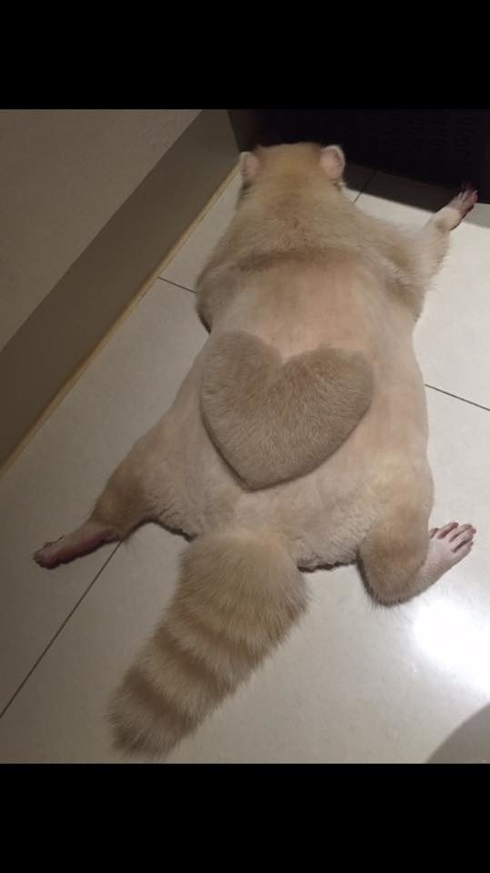 So during his appointment last year, the groomer shaved his fur into the shape of a heart.