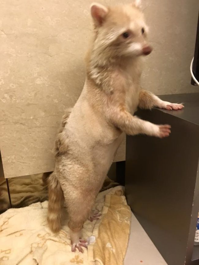 The other part is his adorable haircut -- in the shape of a paw print.